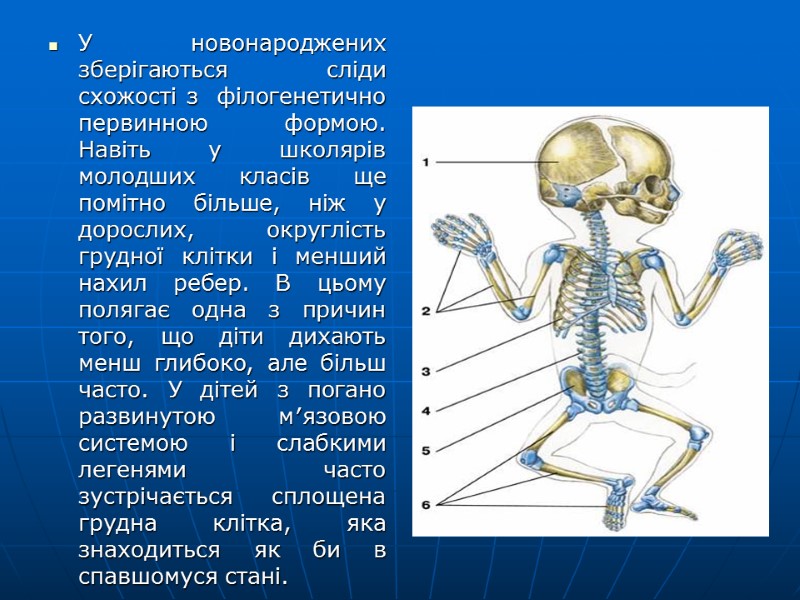 У новонароджених зберігаються сліди схожості з  філогенетично первинною формою. Навіть у школярів молодших